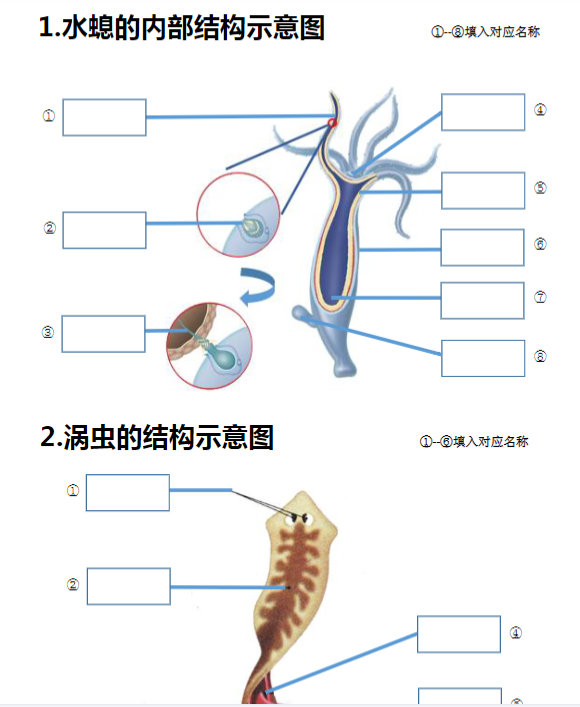 12页！八上生物20个重点图-教学网